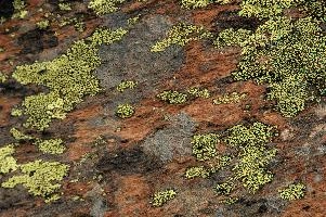 Lichen, lichen, alps, valais, black, mountains, red, wallis, switzerland, schweiz, high, stone, swiss, clinging, plants, primitive, alpine, yellow, hardy, colourful, rock, fungi