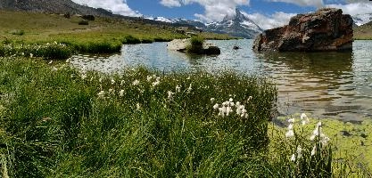 Cotton Grass on the Stellisee, valais, national, matterhorn, pyramidal, switzerland, lake, cervino, alps, lichen, wallis, border, mountains, iconic, schweiz, le cervin, famous, alpine, green, boulder, landscape, landmark, tourism, red, swiss, stellisee, rocks, mountain, daylight, spectacular