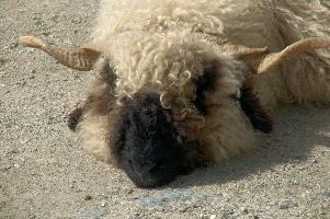 Bad Hair Day, sheep, swiss, alps, walliser, hardy, valais, traditional, wallis, livestock, schweiz, animal, blacknose, attraction, woolly, cute, farming, wool, breed, switzerland, alpine, horned, shaggy, black, white, sheep, horns, stock, walliser, stock, valais, wallis, twisted, schweiz, farming, blacknose, hardy, woolly, mammals, animal, breed