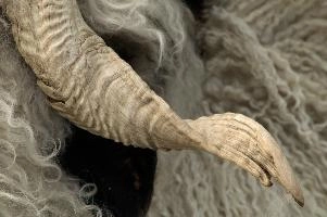 Another Twist, sheep, swiss, alps, walliser, hardy, valais, traditional, wallis, livestock, schweiz, animal, blacknose, attraction, woolly, cute, farming, wool, breed, switzerland, alpine, horned, shaggy, black, white, sheep, horns, stock, walliser, stock, valais, wallis, twisted, schweiz, farming, blacknose, hardy, woolly, mammals, animal, breed