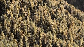 Larch Woods in Zermatt, alps, foliage, larch, forest, valais, europe, colours, switzerland, zermatt, yellow, autumn, woods, trees