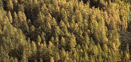 Larch Woods in Zermatt, alps, foliage, larch, forest, valais, europe, colours, switzerland, zermatt, yellow, autumn, woods, trees