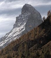 Matterhorn and Paraglider, zermatt, autumn, forest, alps, matterhorn, europe, foliage, switzerland, valais, colour, woods, peak, hiking, outdoors