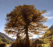 Larch in Zermatt, alps, foliage, larch, forest, valais, europe, colours, switzerland, zermatt, yellow, autumn, woods, trees