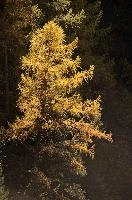 Larch in Zermatt, alps, foliage, larch, forest, valais, europe, colours, switzerland, zermatt, yellow, autumn, woods, trees