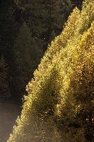 Larch Forest in Zermatt, alps, foliage, larch, forest, valais, europe, colours, switzerland, zermatt, yellow, autumn, woods, trees