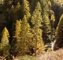 Autumn Gorge in Zermatt, alps, foliage, larch, forest, valais, europe, colours, switzerland, zermatt, yellow, autumn, woods, trees