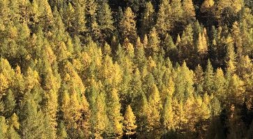 Larch Forest in Zermatt, alps, foliage, larch, forest, valais, europe, colours, switzerland, zermatt, yellow, autumn, woods, trees