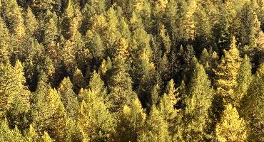 Larch Forest in Zermatt, alps, foliage, larch, forest, valais, europe, colours, switzerland, zermatt, yellow, autumn, woods, trees