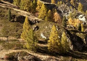 Autumn Colours in Zermatt, alps, foliage, larch, forest, valais, europe, colours, switzerland, zermatt, yellow, autumn, woods, trees