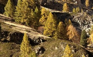 Autumn Colours in Zermatt, alps, foliage, larch, forest, valais, europe, colours, switzerland, zermatt, yellow, autumn, woods, trees