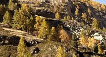 Autumn Colours in Zermatt, alps, foliage, larch, forest, valais, europe, colours, switzerland, zermatt, yellow, autumn, woods, trees