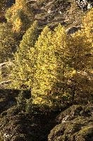 Autumn Colours in Zermatt, alps, foliage, larch, forest, valais, europe, colours, switzerland, zermatt, yellow, autumn, woods, trees