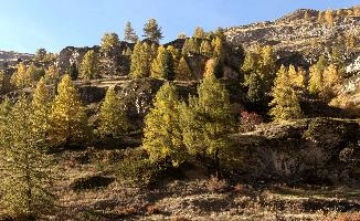 Larches in Zermatt, alps, foliage, larch, forest, valais, europe, colours, switzerland, zermatt, yellow, autumn, woods, trees