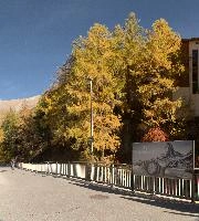 Larches in Zermatt, switzerland