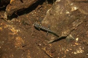 Fire salamander tadpole (Salamandra salamandra) in the Valle Versasca, Ticino, salamander, alps, switzerland, larva, wild, amphibian, juvenile, versasca, mountains, ticino, animal, tadpole, fire, alpine, salamandra, fauna, wildlife, immature, swiss, europe, lavertezzo, valley, vertebrate