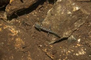 Fire salamander tadpole (Salamandra salamandra) in the Valle Versasca, Ticino, salamander, alps, switzerland, larva, wild, amphibian, juvenile, versasca, mountains, ticino, animal, tadpole, fire, alpine, salamandra, fauna, wildlife, immature, swiss, europe, lavertezzo, valley, vertebrate