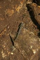 Fire salamander tadpole (Salamandra salamandra) in the Valle Versasca, Ticino, salamander, alps, switzerland, larva, wild, amphibian, juvenile, versasca, mountains, ticino, animal, tadpole, fire, alpine, salamandra, fauna, wildlife, immature, swiss, europe, lavertezzo, valley, vertebrate
