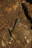 Fire salamander tadpole (Salamandra salamandra) in the Valle Versasca, Ticino, salamander, alps, switzerland, larva, wild, amphibian, juvenile, versasca, mountains, ticino, animal, tadpole, fire, alpine, salamandra, fauna, wildlife, immature, swiss, europe, lavertezzo, valley, vertebrate