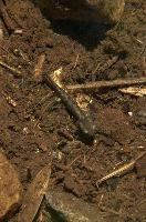 Fire salamander tadpole (Salamandra salamandra) in the Valle Versasca, Ticino, salamander, alps, switzerland, larva, wild, amphibian, juvenile, versasca, mountains, ticino, animal, tadpole, fire, alpine, salamandra, fauna, wildlife, immature, swiss, europe, lavertezzo, valley, vertebrate