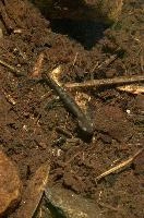 Fire salamander tadpole (Salamandra salamandra) in the Valle Versasca, Ticino, salamander, alps, switzerland, larva, wild, amphibian, juvenile, versasca, mountains, ticino, animal, tadpole, fire, alpine, salamandra, fauna, wildlife, immature, swiss, europe, lavertezzo, valley, vertebrate