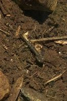 Fire salamander tadpole (Salamandra salamandra) in the Valle Versasca, Ticino, salamander, alps, switzerland, larva, wild, amphibian, juvenile, versasca, mountains, ticino, animal, tadpole, fire, alpine, salamandra, fauna, wildlife, immature, swiss, europe, lavertezzo, valley, vertebrate
