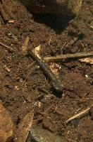 Fire salamander tadpole (Salamandra salamandra) in the Valle Versasca, Ticino, salamander, alps, switzerland, larva, wild, amphibian, juvenile, versasca, mountains, ticino, animal, tadpole, fire, alpine, salamandra, fauna, wildlife, immature, swiss, europe, lavertezzo, valley, vertebrate