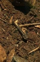 Fire salamander tadpole (Salamandra salamandra) in the Valle Versasca, Ticino, salamander, alps, switzerland, larva, wild, amphibian, juvenile, versasca, mountains, ticino, animal, tadpole, fire, alpine, salamandra, fauna, wildlife, immature, swiss, europe, lavertezzo, valley, vertebrate