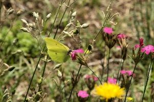 Gonepteryx rhamnii
Gonepteryx rhamnii, lavertezzo, alps, feeding, italian, brimstone, butterfly, valle, insect, ticino, pollination, mountains, flower, schweiz, lepidoptera, spots, versasca, imago, valley, wild, rhamnii, gonepteryx, yellow, tessin, switzerland, insect, locarno, wildlife, arthropod