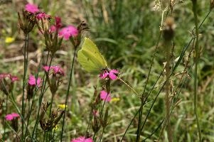 Gonepteryx rhamnii
Gonepteryx rhamnii, lavertezzo, alps, feeding, italian, brimstone, butterfly, valle, insect, ticino, pollination, mountains, flower, schweiz, lepidoptera, spots, versasca, imago, valley, wild, rhamnii, gonepteryx, yellow, tessin, switzerland, insect, locarno, wildlife, arthropod