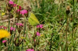 Gonepteryx rhamnii
Gonepteryx rhamnii, lavertezzo, alps, feeding, italian, brimstone, butterfly, valle, insect, ticino, pollination, mountains, flower, schweiz, lepidoptera, spots, versasca, imago, valley, wild, rhamnii, gonepteryx, yellow, tessin, switzerland, insect, locarno, wildlife, arthropod