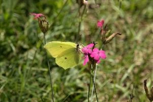 Gonepteryx rhamnii
Gonepteryx rhamnii, lavertezzo, alps, feeding, italian, brimstone, butterfly, valle, insect, ticino, pollination, mountains, flower, schweiz, lepidoptera, spots, versasca, imago, valley, wild, rhamnii, gonepteryx, yellow, tessin, switzerland, insect, locarno, wildlife, arthropod