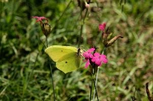 Gonepteryx rhamnii, lavertezzo, alps, feeding, italian, brimstone, butterfly, valle, insect, ticino, pollination, mountains, flower, schweiz, lepidoptera, spots, versasca, imago, valley, wild, rhamnii, gonepteryx, yellow, tessin, switzerland, insect, locarno, wildlife, arthropod