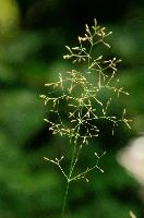 Flowering Grass
Flowering Grass, lavertezzo, italian, locarno, grass, field, valle, ticino, mediterranean, schweiz, pasture, versasca, flowering, plant, wild, tessin, switzerland, meadow, head, summer, reproduction