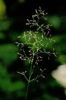 Flowering Grass
Flowering Grass, lavertezzo, italian, locarno, grass, field, valle, ticino, mediterranean, schweiz, pasture, versasca, flowering, plant, wild, tessin, switzerland, meadow, head, summer, reproduction