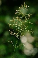 Flowering Grass
Flowering Grass, lavertezzo, italian, locarno, grass, field, valle, ticino, mediterranean, schweiz, pasture, versasca, flowering, plant, wild, tessin, switzerland, meadow, head, summer, reproduction