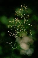 Flowering Grass, lavertezzo, italian, locarno, grass, field, valle, ticino, mediterranean, schweiz, pasture, versasca, flowering, plant, wild, tessin, switzerland, meadow, head, summer, reproduction