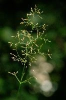 Flowering Grass, lavertezzo, italian, locarno, grass, field, valle, ticino, mediterranean, schweiz, pasture, versasca, flowering, plant, wild, tessin, switzerland, meadow, head, summer, reproduction