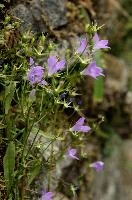 Campanula, valle, lilac, mauve, harebell, wild, campanula, ticino, switzerland, schweiz, wildflower, versasca, valley, alpine, flower, blue, flower, field, meadow, botany, flora