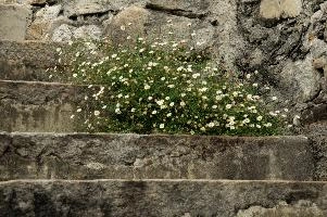 Daisies in Steps, valle, summer, daisies, steps, garden, valley, ticino, white, schweiz, churchyard, versasca, tough, weed, tenacious, cracks, interstitial, flowers, stone, church, plant, life, growing
