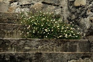 Daisies in Church Steps, valle, summer, daisies, steps, garden, valley, ticino, white, schweiz, churchyard, versasca, tough, weed, tenacious, cracks, interstitial, flowers, stone, church, plant, life, growing