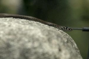dsc_241602.jpg
