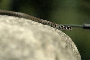 dsc_241618.jpg