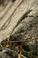 dsc_241626.jpg