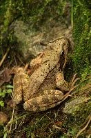 dsc_241738.jpg
