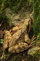 Frog, Unidentified,  wood frog in the woods of the valle versasca