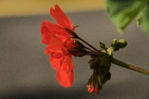 Geranium, valle, bloom, switzerland, red, plant, flower, versasca, blossom, ticino, ornamental, geranium, single, village, swiss, summer, sunlight