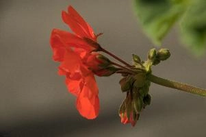 Geranium in the Valle Versasca, valle, bloom, switzerland, red, plant, flower, versasca, blossom, ticino, ornamental, geranium, single, village, swiss, summer, sunlight