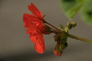 Geranium in the Valle Versasca, versasca, pelargonium, switzerland, flower, bright, geranium, ticino, scarlet, schweiz, sunlight, valle, window box, cottage, daylight, valley, red, cultivated, ornamental, swiss