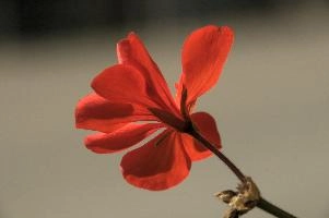 Geranium in the Valle Versasca, valle, bloom, switzerland, red, plant, flower, versasca, blossom, ticino, ornamental, geranium, single, village, swiss, summer, sunlight